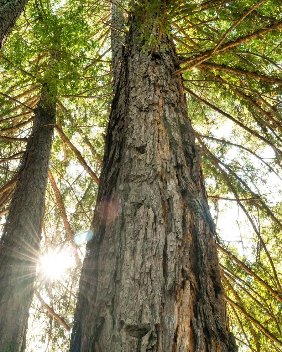 Redwood trees in California, seen from below with sunlight through the canopy